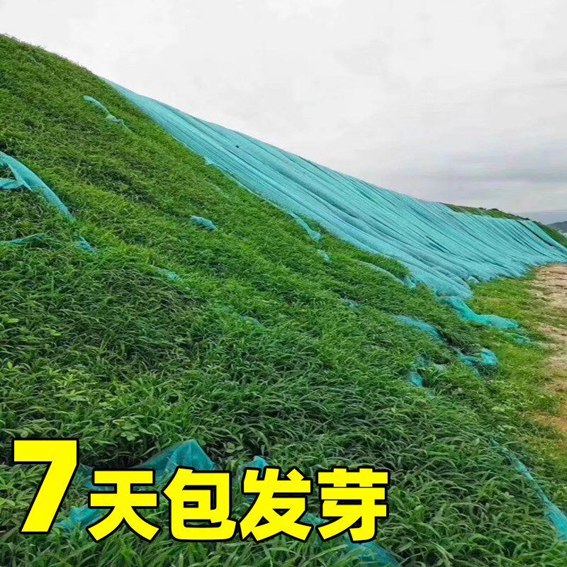 四季常青护坡固土耐寒耐旱边坡绿化草坪草籽免修剪