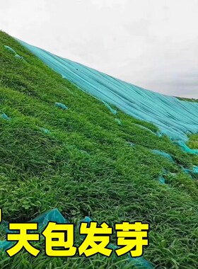 四季常青护坡固土耐寒耐旱边坡绿化草坪草籽免修剪