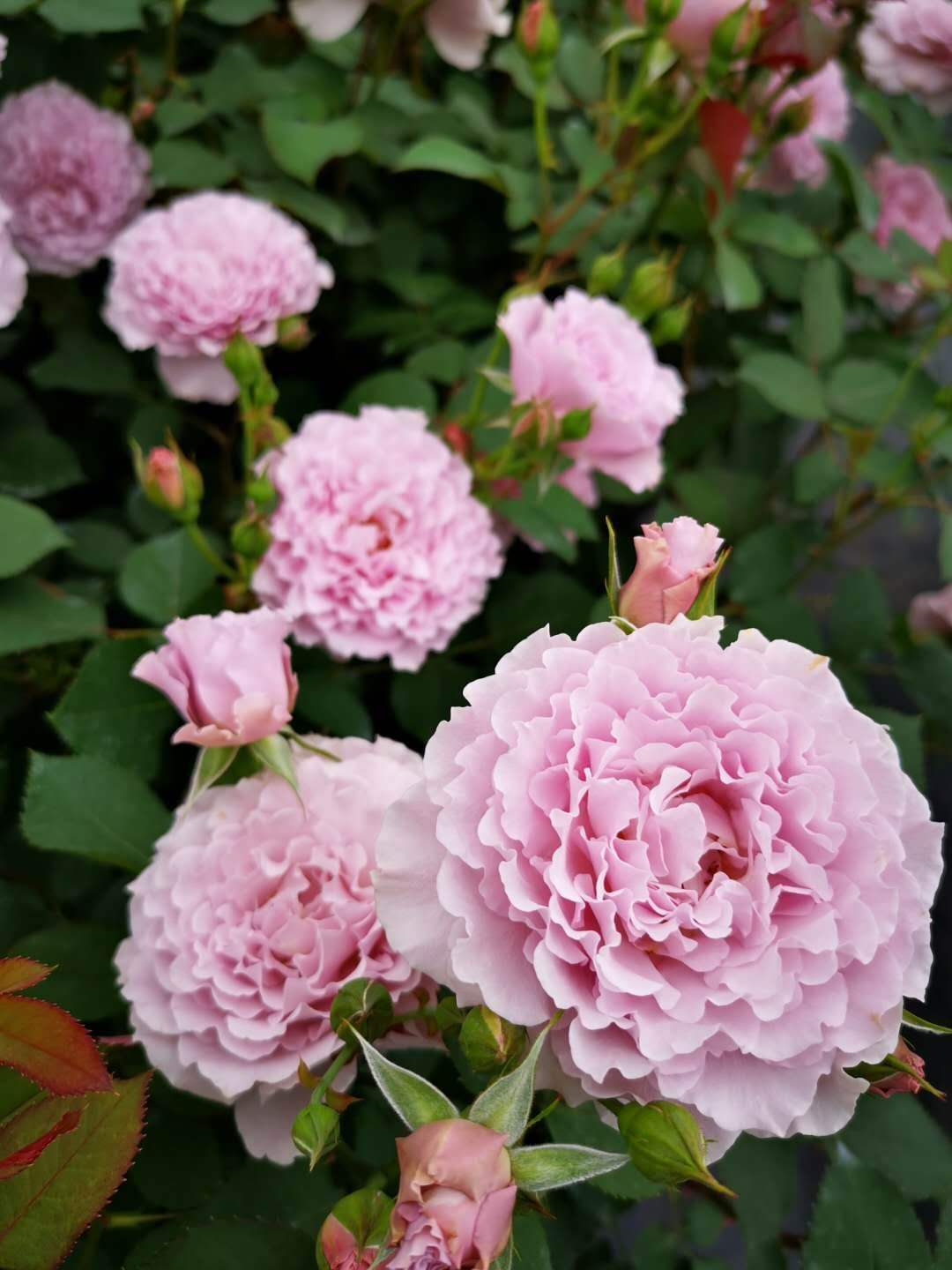 玫瑰半岛  蜻蜓 丰花勤花蓝紫色波浪边 大花浓香月季