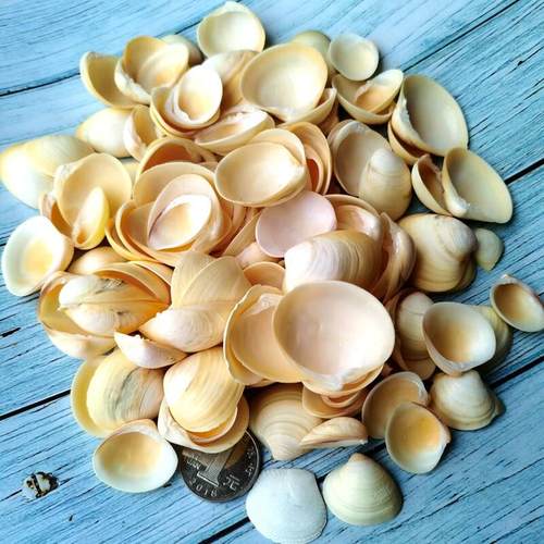 天然贝壳海螺蛤蜊花甲壳鱼缸造景橱窗地台装饰摆件小手工灯饰材料