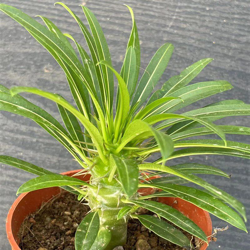 非洲霸王树小苗 创意棒槌树属多肉植物裸根小盆栽 办公桌净化空气