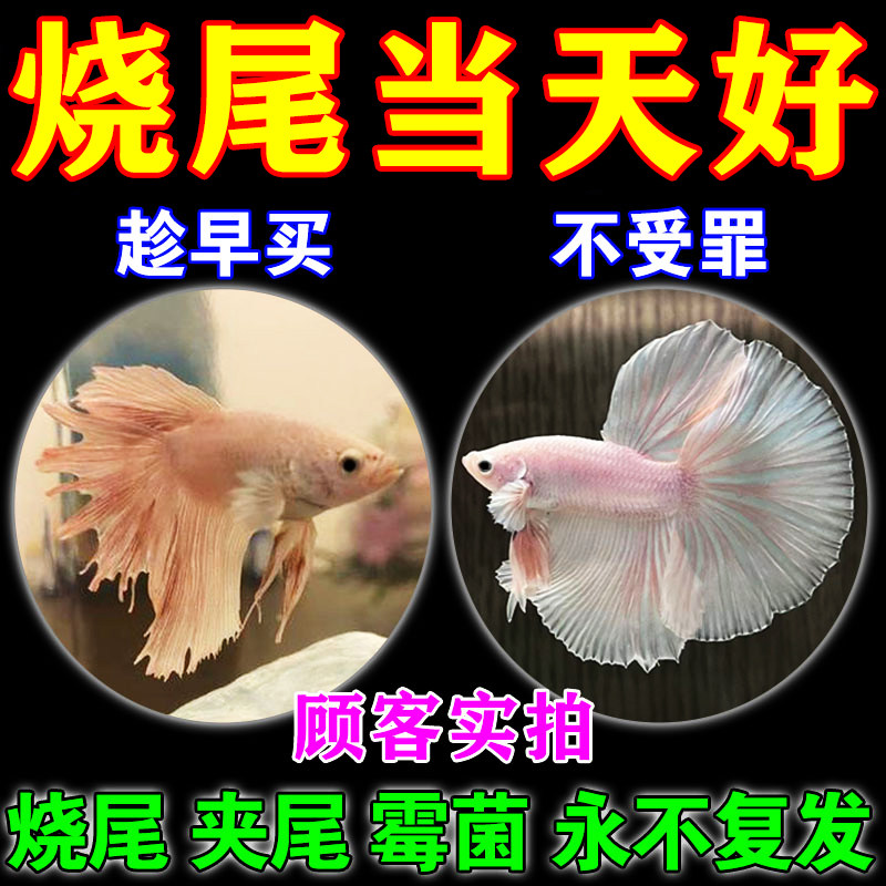 斗鱼烧尾专用观赏鱼夹尾烂身霉菌白点病防病害净化水质组合康复剂,宠物/宠物食品及用品,其他益生菌,淘宝优惠券,粉丝福利购,淘宝优惠卷