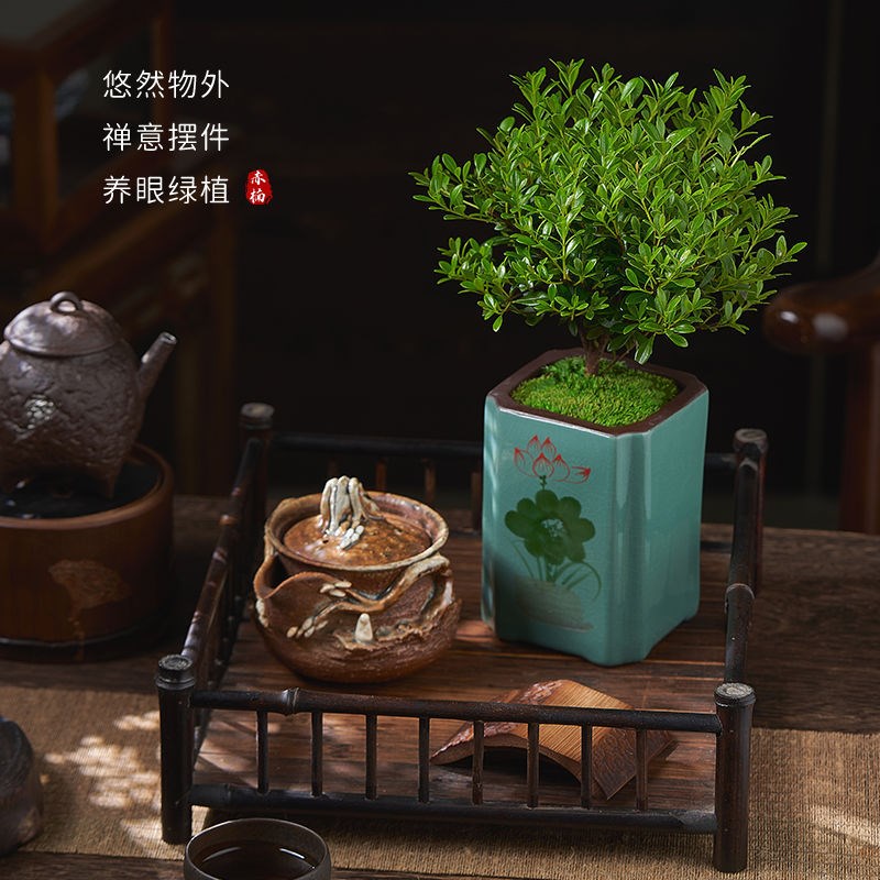 四季常青好养活小叶赤楠盆景植物室内净化空气吸S甲醛桌面绿植盆