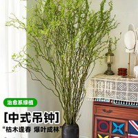 高雅龍柳雪柳鮮枝水培r植物客廳綠植盆栽好養(yǎng)干枝帶花苞柳條枝