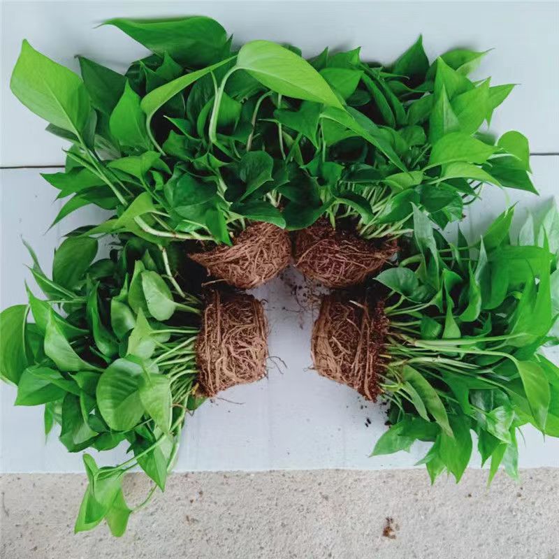 绿萝室内净化空气无盆含土