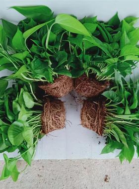 无盆含土绿萝植物绿箩盆栽净化空气室内吸甲醛水养盆栽绿色植花卉