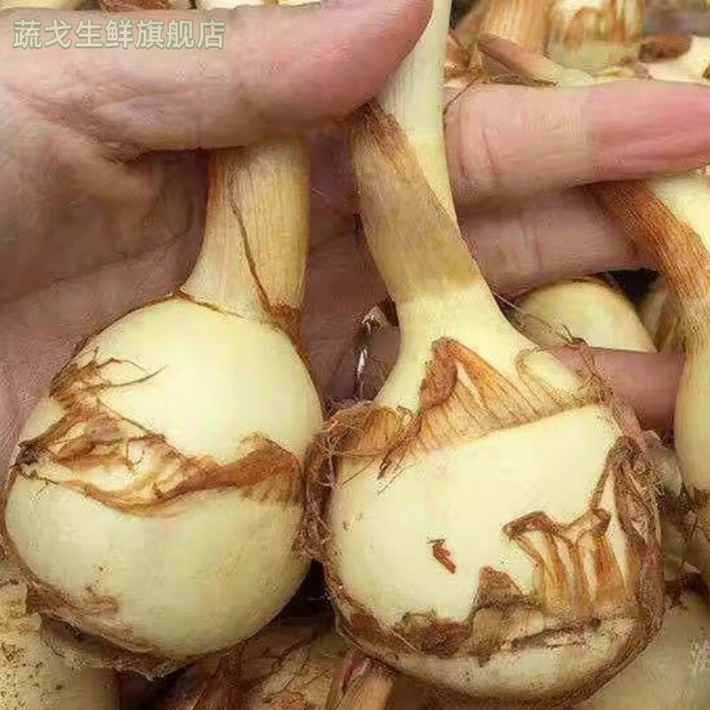 新鲜白慈姑茨菰茨菇白马蹄鲜慈姑5斤粉糯荸荠新鲜蔬菜包邮