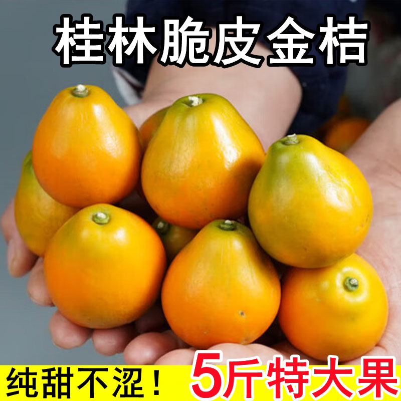 应季纯正宗广西桂林脆皮金桔特产新鲜特大果王香甜金橘高品质水果