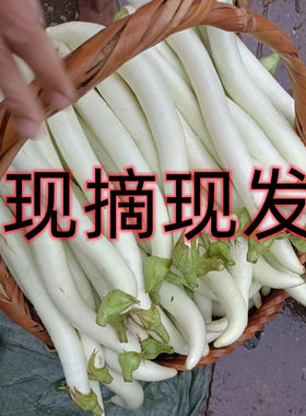 白茄子线茄特产当季新鲜蔬菜现摘现发白皮茄5斤包邮饭店酒店