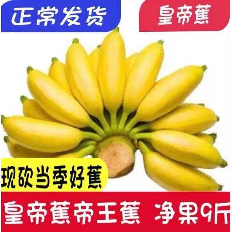 云南皇帝蕉香蕉banana帝王焦小米蕉9斤新鲜水果10自然熟整箱5,水产肉类/新鲜蔬果/熟食,香蕉,淘宝优惠券,粉丝福利购,淘宝优惠卷
