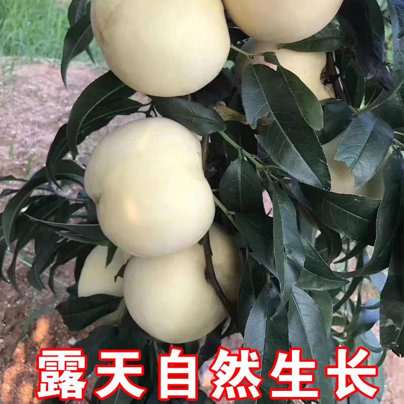 蒙阴大白桃脆桃时令桃子应季脆甜