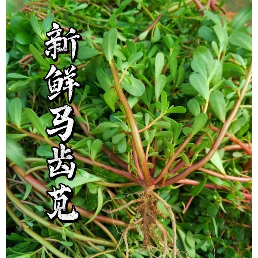 马齿苋新鲜4斤马蜂菜马齿菜野菜马苋菜马齿笕蚂蚱菜长寿菜马扎菜