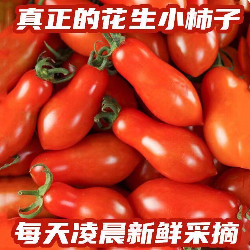 丹东409小柿子5斤花生小番茄碱地小柿子草莓铁皮柿子非千禧圣女果