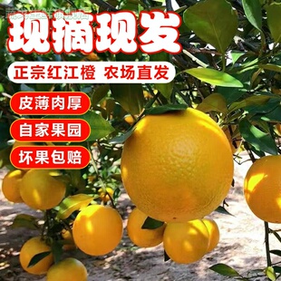 红橙红江橙新鲜当季水果现摘手剥薄皮产地廉江红江农场10斤装包邮