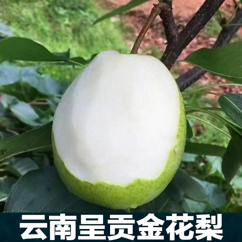 云南高原金花梨呈贡现摘现发8斤大果新鲜水果脆甜香果园直发 整箱