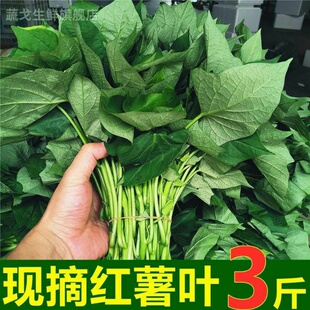红薯叶嫩尖专吃叶子杆子新鲜地瓜苗老年人三高孕妇下奶食用红苕梗