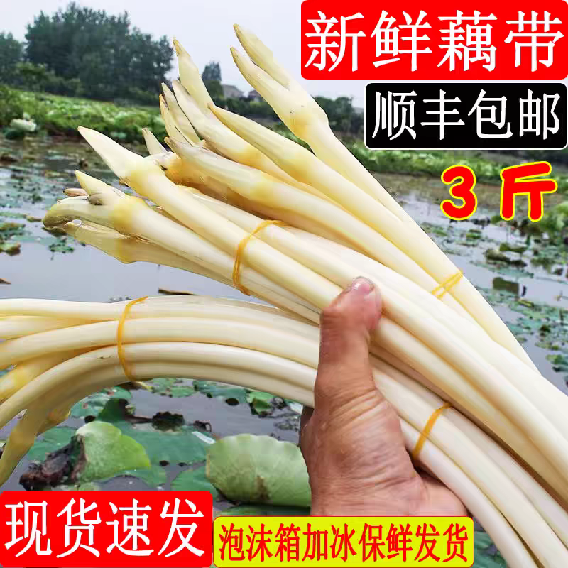 袋装藕带 藕尖现装现发野生藕肠子莲藕梢湖南农家时蔬3斤顺丰包邮