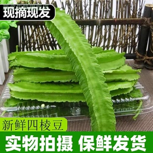 四棱豆 海南鲜嫩四角豆绿色龙豆四棱豆皇帝豆龙角豆应季 新鲜蔬菜