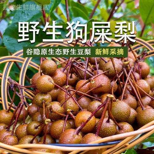 福建谷隐深山稀奇水果野生豆梨野梨 棠梨 狗屎梨山梨野果新鲜现摘