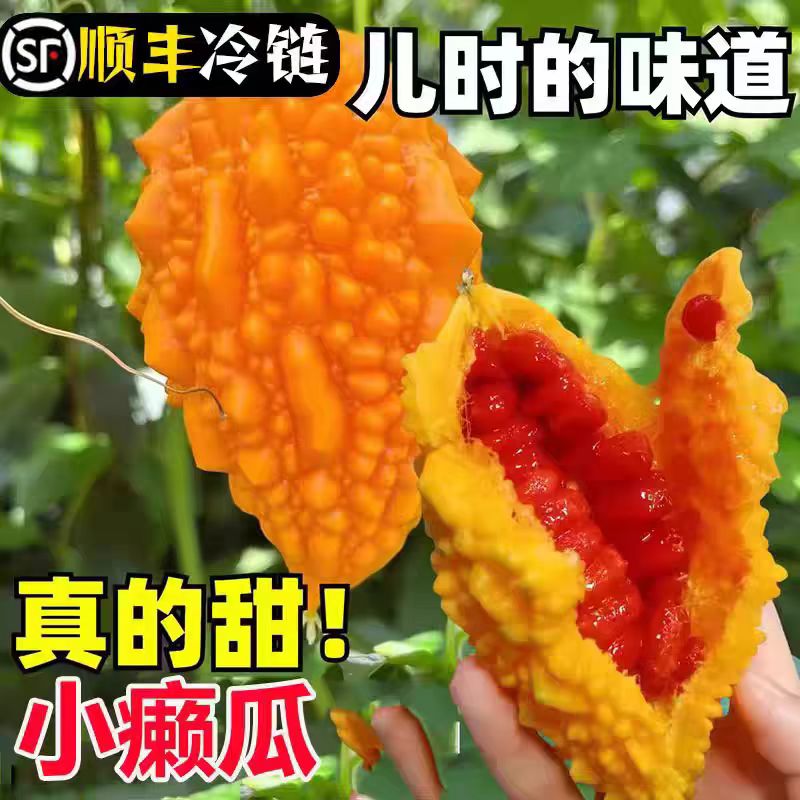 现摘赖葡萄金铃子新鲜金癞瓜刺濑瓜小苦瓜当季罕见红娘果癞瓜水果