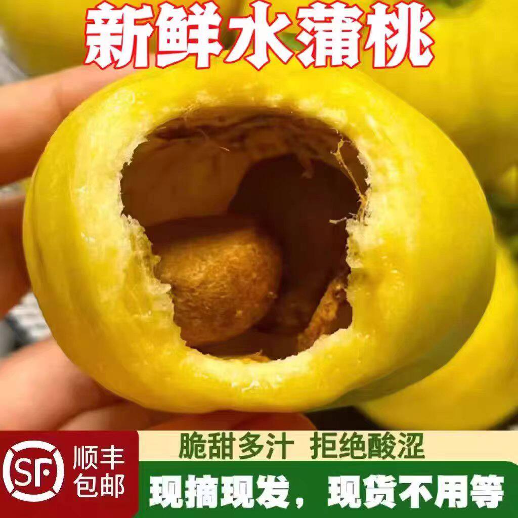 现摘水蒲桃2斤新鲜水果叮当果 水葡萄铃铛果蒲桃自种优质水果现货