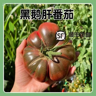 顺丰山东寿光特产老品种西红柿黑鹅肝番茄沙瓤牛排大柿子新鲜现摘