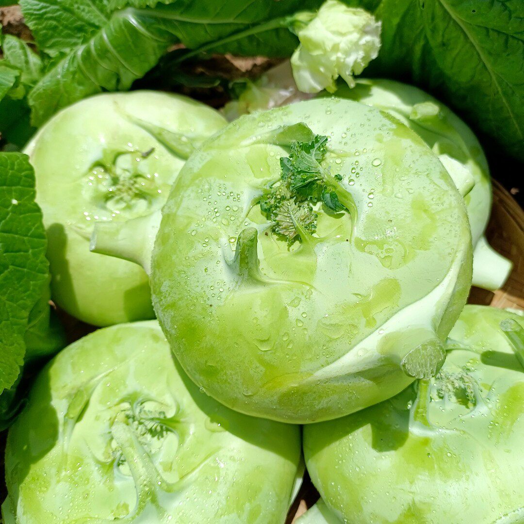 农家自种新鲜正宗无筋苤蓝大头菜芥菜头现摘现发基地直供坏果包赔