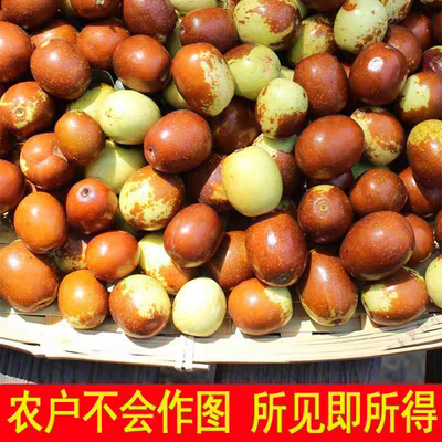 金丝小枣沧州特产红枣河北果园现摘脆枣鲜枣孕妇新鲜现摘水果包邮