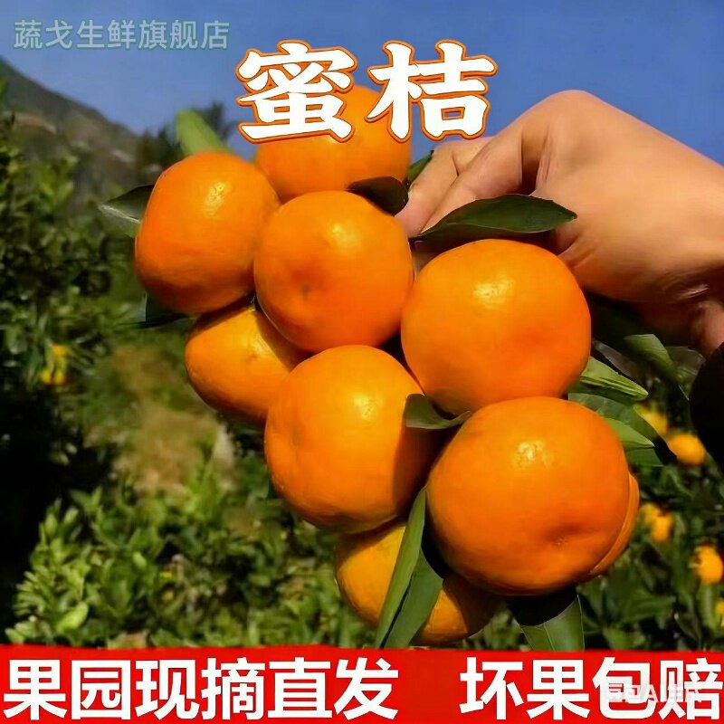 26年正宗蜜桔产区洞口雪峰新鲜水果现摘橘子皮薄柑橘味美甘甜