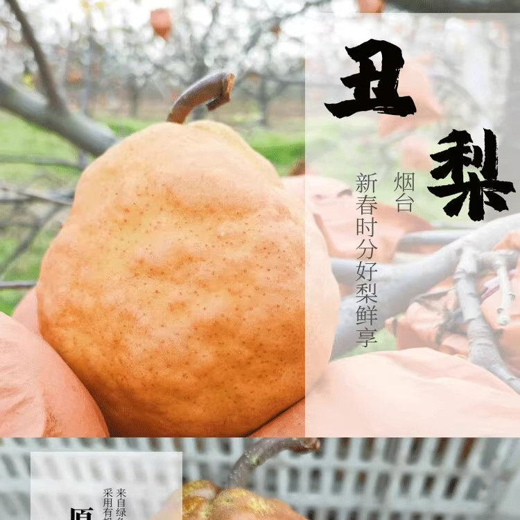 山东烟台中华丑农家梨太婆梨现摘啤梨软梨新鲜5当季孕妇水果10斤