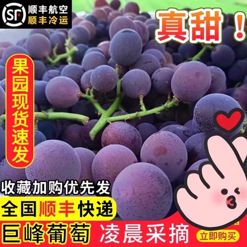 巨峰葡萄当季新鲜现摘时令水果