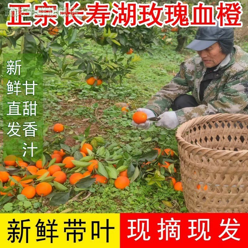 玫瑰血橙子新鲜现摘重庆长寿湖血脐塔罗科当季水果手剥红心雪四川