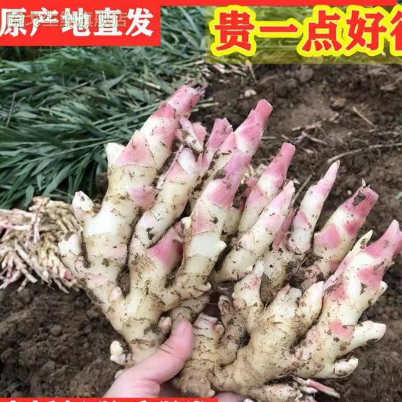 新鲜正宗生姜 四川白姜 嫩仔姜嫩姜芽原产地直发 9月份初发货