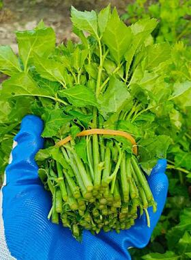 簕菜苦刺心苦刺菜白勒菜嫩野菜广东蔬菜新鲜青菜苦菜刺五加簕菜茶