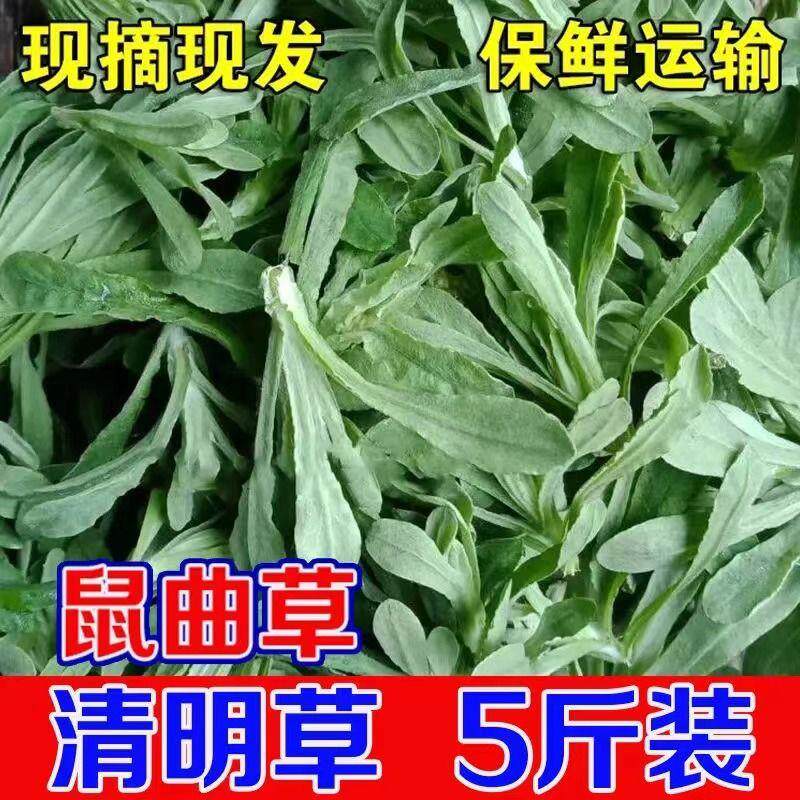 鼠曲草新鲜江西野生清明草糍粑鼠麴草佛耳草绒毛草清明果团青团子