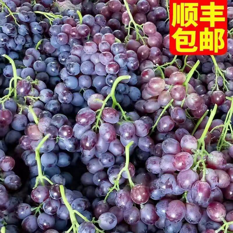 【顺丰】山东特产大泽山玫瑰香葡萄当季新鲜水果现摘非无籽红提