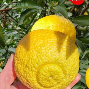 湖南黄金贡柚新鲜小柚子水果春香金柚象山青桔柚10斤大果礼盒爆汁