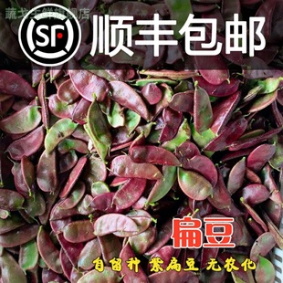 农家现摘新鲜红扁豆露天紫扁豆时令蔬菜扁豆角猪耳朵