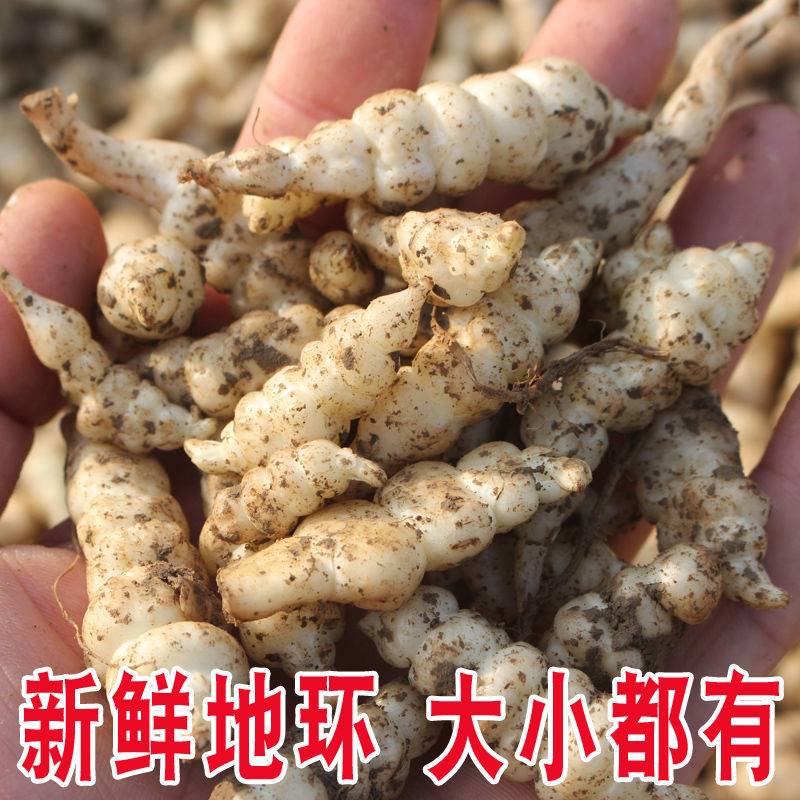 地环种子现挖螺丝菜宝塔菜地蚕种子地牯牛可种植腌制农家泡酱菜Q