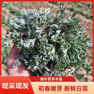 河南现挖新鲜茵陈野白蒿山野菜蒸菜绵茵陈茶湿茵陈摘净非干品包邮