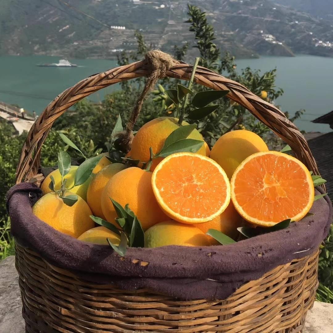 春橙伦晚 新鲜现摘现发 应季水果 大个橙子 秭归脐橙 包邮图片