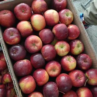 东北龙丰果大秋果整箱5斤新鲜当季水果海棠果沙果酸甜特产小苹果