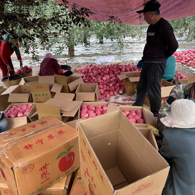 甘肃苹果静宁红富士苹果天水