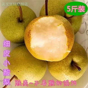 天津蓟县山区农家新鲜蓟州酸梨细皮小酸梨安梨2025年老酸梨包邮