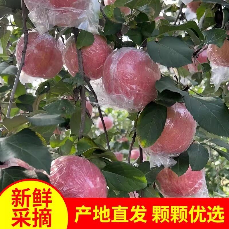 【头茬新果】咸阳纸加膜红富士苹果脆甜薄皮新鲜苹果水果整箱包邮