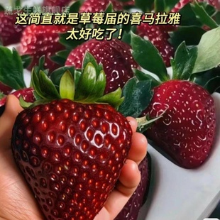 新鲜顺丰真红美玲黑珍珠黑美人草莓新鲜水果高端品种孕妇水果