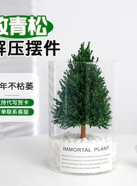 放青松摆件办公室桌面绿植室内好养活植物情绪稳定神器松树小盆裁