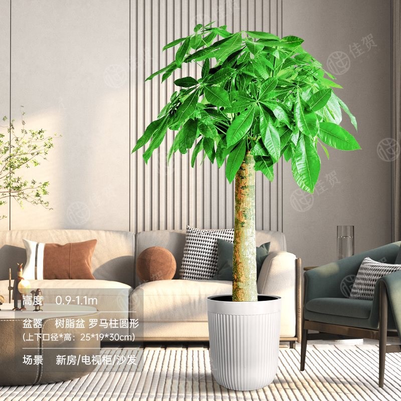 发财树大棵客厅旺宅好养活四季z常青好养室内N大型高大植物盆栽绿