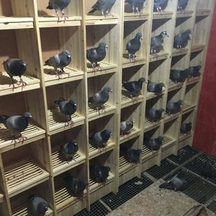 信鴿組合巢箱賽鴿子木質鴿具大號養殖配對籠實木種鴿籠