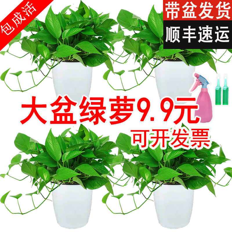 绿萝盆栽室内吸除甲醇水培绿植